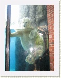 Polar Bear at Central Park Zoo New York 2 * 2592 x 1944 * (1.7MB)